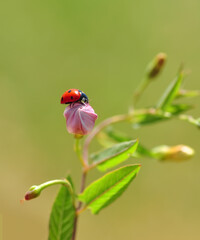 Beautiful ladybug on leaf defocused background