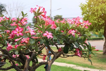 pink flowers in the garden