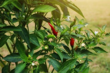 Fototapeta premium red peppers in the garden