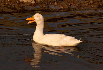 Duck on Lake Taneycomo in Branson