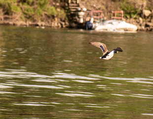 Flying Water fowl