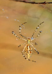 Beautiful spider on a spider web 
