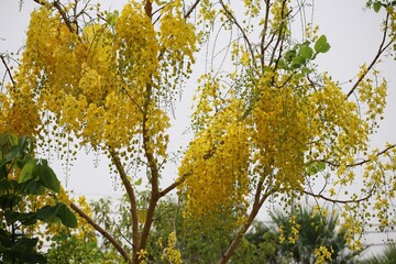 yellow leaves on a tree