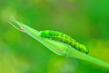 Close up beautiful caterpillar of butterfly  