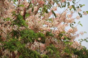 wild flowers in the forest