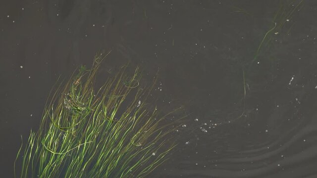 European or Eurasian beaver - Castor fiber swimming on the water surface and diving under the weeds. Top view