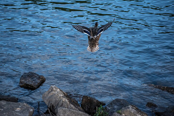 Flying Water Fowl