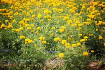 Obraz premium field of yellow dandelions