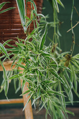 spider plants bearing flowers and roots
