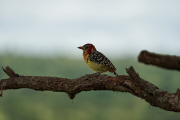 Red and yellow barbet Trachyphonus erythrocephalus Africa Portrait