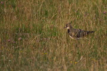 Naklejka na ściany i meble Northern lapwing Vanellus vanellus also known as peewit or pewit tuit or tew it green plover pyewipe or just lapwing