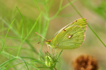 Closeup beautiful butterfly in a summer garden

