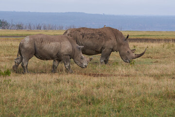 Fototapeta premium Rhino Baby and Mother- Rhinoceros with Bird White rhinoceros Square-lipped rhinoceros Ceratotherium simum 