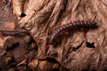 Centopeia Diplopoda