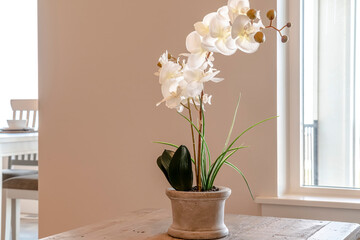 Beautiful indoor potted orchid with delicate white flowers on a wooden table