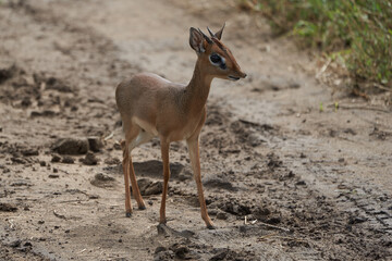 Cute Dik Dik Africa Safari Gras Wild