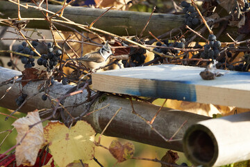  European crested tit Lophophanes cristatus Parus cristatus a passerine bird in the family Paridae