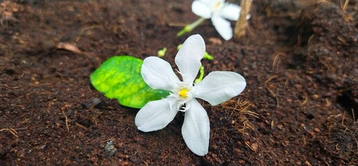 spring snowdrop flowers