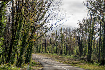 Fototapeta premium Burned bush along the road recovering after severe bushfire damage 6 months ago. Eucalyptus can survive and re-sprout from buds under their bark or from a lignotuber at the base of the tree.