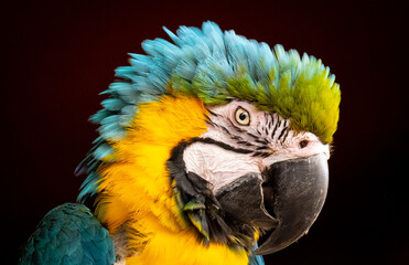 Green and blue macaw parrot 