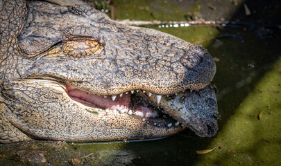 Alligator eating a dead fish