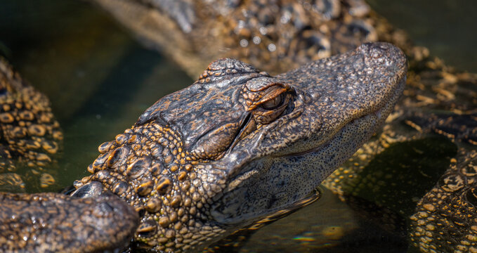baby alligator basking in the sun 