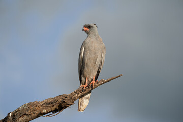 Goshawk eastern pale chanting goshawk or Somali chanting goshawk Melierax poliopterus Dark chanting goshawk Melierax metabates 