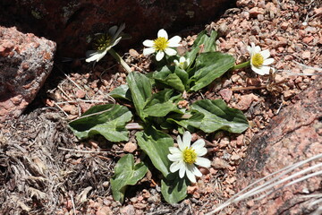Close up of alpine flowers