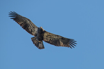 Obraz premium Juvenile Bald Eagle