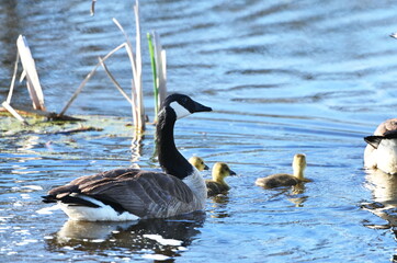 Goose and Goslings