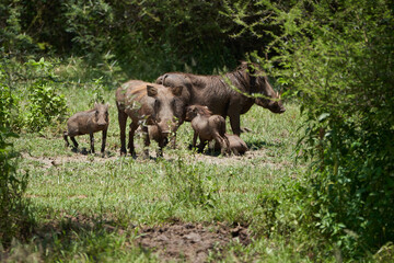 Fototapeta na wymiar common warthog Phacochoerus africanus wild pig family Suidae