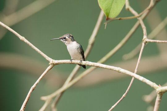 Bee Hummingbird