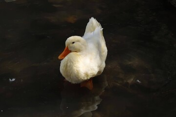 White duck