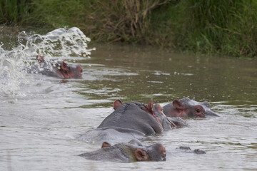 Hippo Hippopotamus amphibious Africa Safari Portrait Water Out open roar