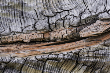 High resolution wooden texture wooden grey brown black white lines branch