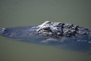 alligator in the water