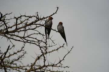 Ggreater striped swallow Cecropis cucullata Couple on a tree