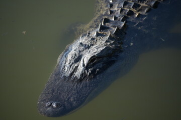 alligator in the water