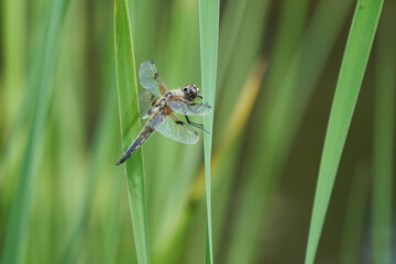 Yellow winged darter Sympetrum flaveolum dragonfly green