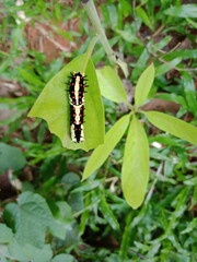 butterfly on a leaf