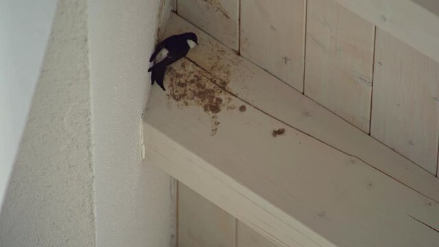 Dirty place under a wooden house roof where two swallows try to install a nest at springtime.