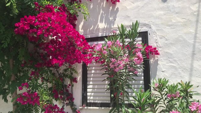 Mediterranean white wall with pink bougainvillea flowers bush and square window with closed white blinds in 4k  on a breezy day