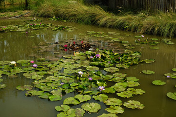 Obraz na płótnie Canvas A pond with lotus flowers in greenery farm 2
