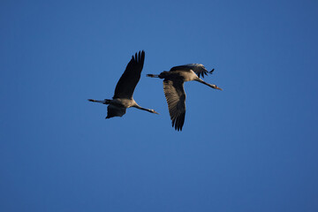 Obraz premium Common crane Grus grus also Eurasian crane in flight northern east Germany