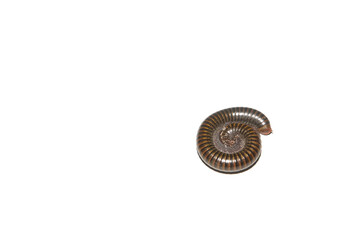 Brown millipedes on a white background