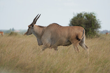 Fototapeta premium Common eland Taurotragus oryx also known as southern eland or eland antelope in savannah and plains East Africa