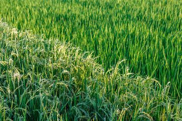 Rice field at two stages: ripe rice ready for harvesting and young growing rice. Bali Island, Indonesia.