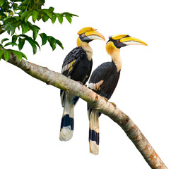 The Great Hornbill male and female on branch on white background. © sunti