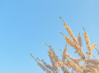 さくら　空　素材