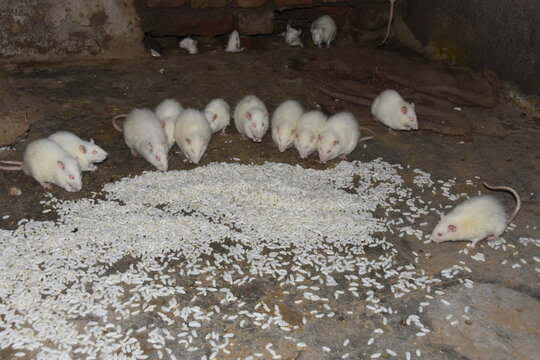 A lot of white rats eat Bhelpuri together